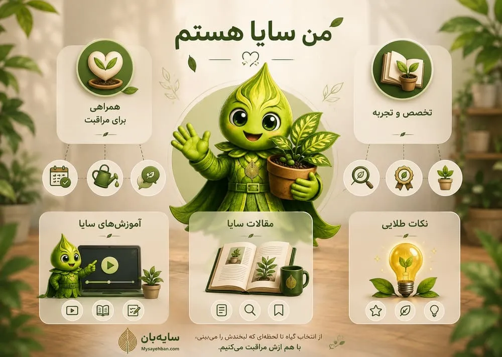 saya info