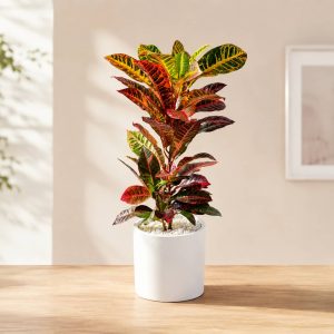 CROTON