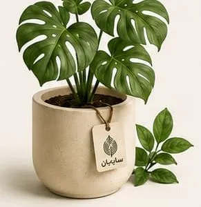 گیاهان آپارتمانی